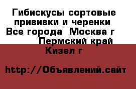 Гибискусы сортовые, прививки и черенки - Все города, Москва г.  »    . Пермский край,Кизел г.